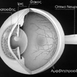 Αμφιβληστροειδής